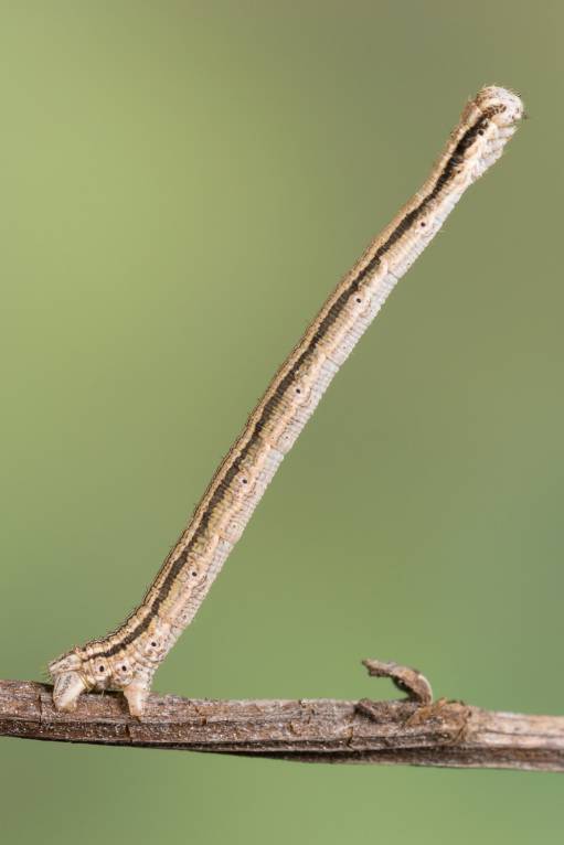 Scopula immorata - Пяденица малая волнистая (вересковая)