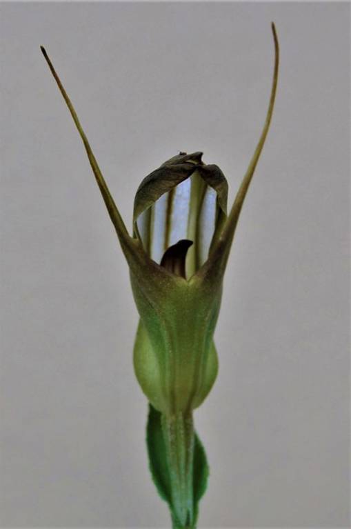 Pterostylis × furcillata