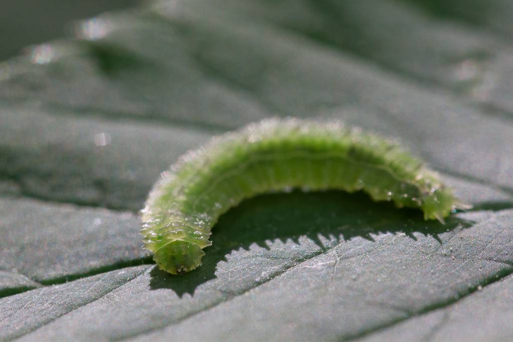 Зеленомошница Cylindrotoma