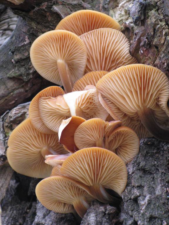 Ноябрьские грибы