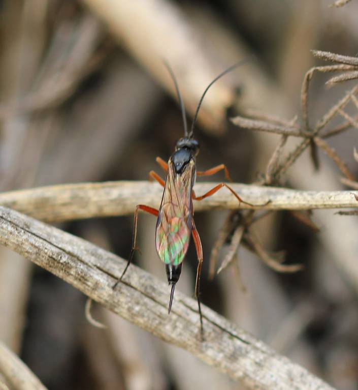 Ichneumonidae150