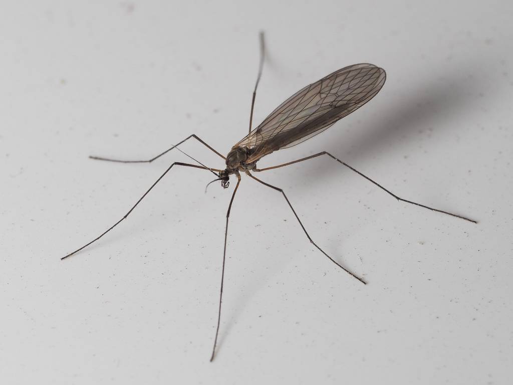 Trichocera - Зимние комары