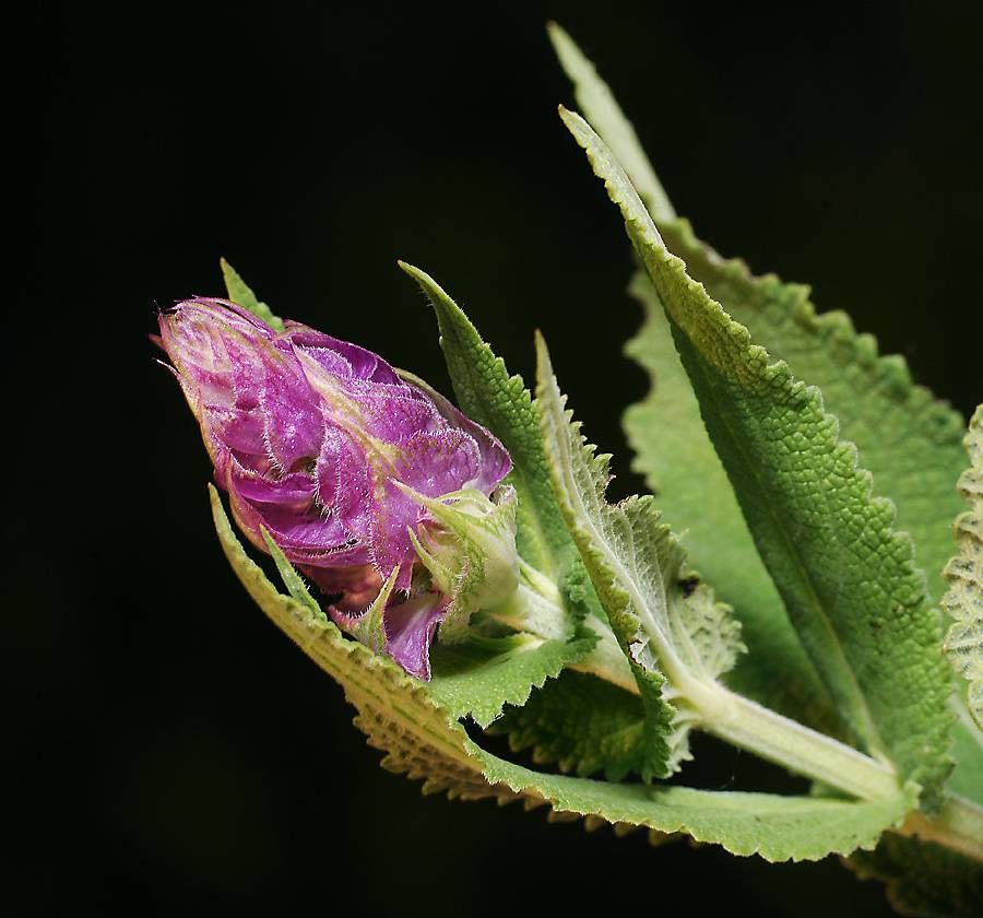 Salvia sp. - Шалфей