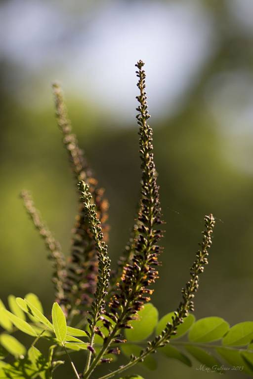 Amorpha fruticosa - Аморфа полукустарниковая