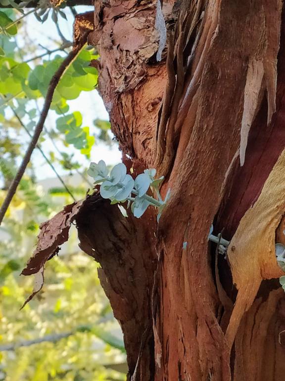 Eucalyptus kruseana - Эвкалипт Крузе