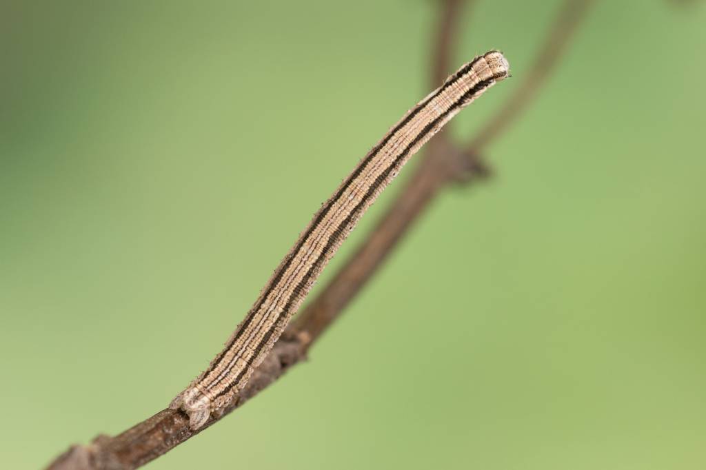 Scopula immorata - Пяденица малая волнистая (вересковая)