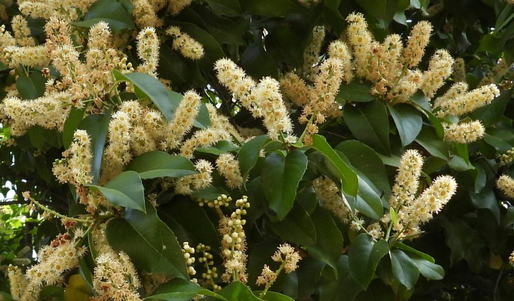 Prunus ilicifolia var. occidentalis - Лавровишня Лайона