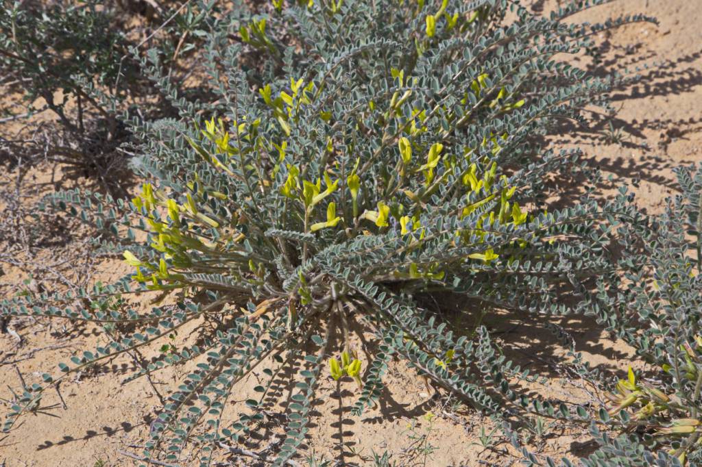 Astragalus longipetalus - Астрагал длиннолепестковый