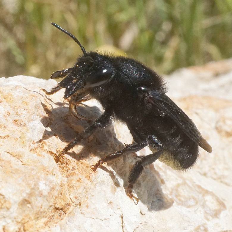 Megachile parietina