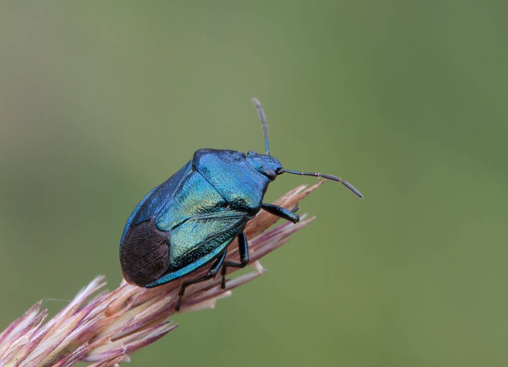 Zicrona caerulea - Клоп синий хищный