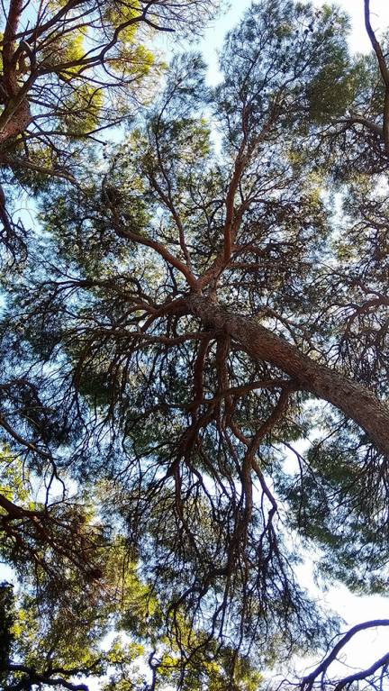 Pinus halepensis - Сосна алеппская