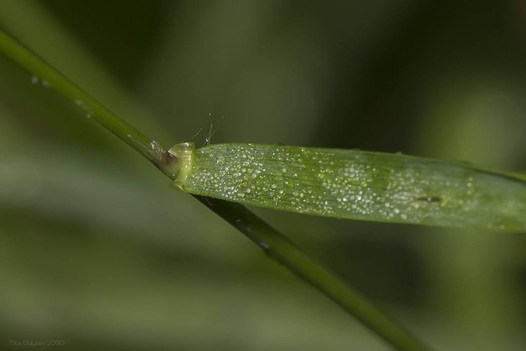 Agrostis stolonifera - Полевица побегообразующая