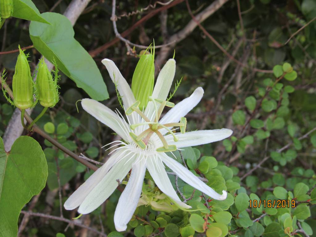 Passiflora pectinata