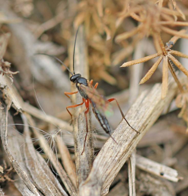 Ichneumonidae1511