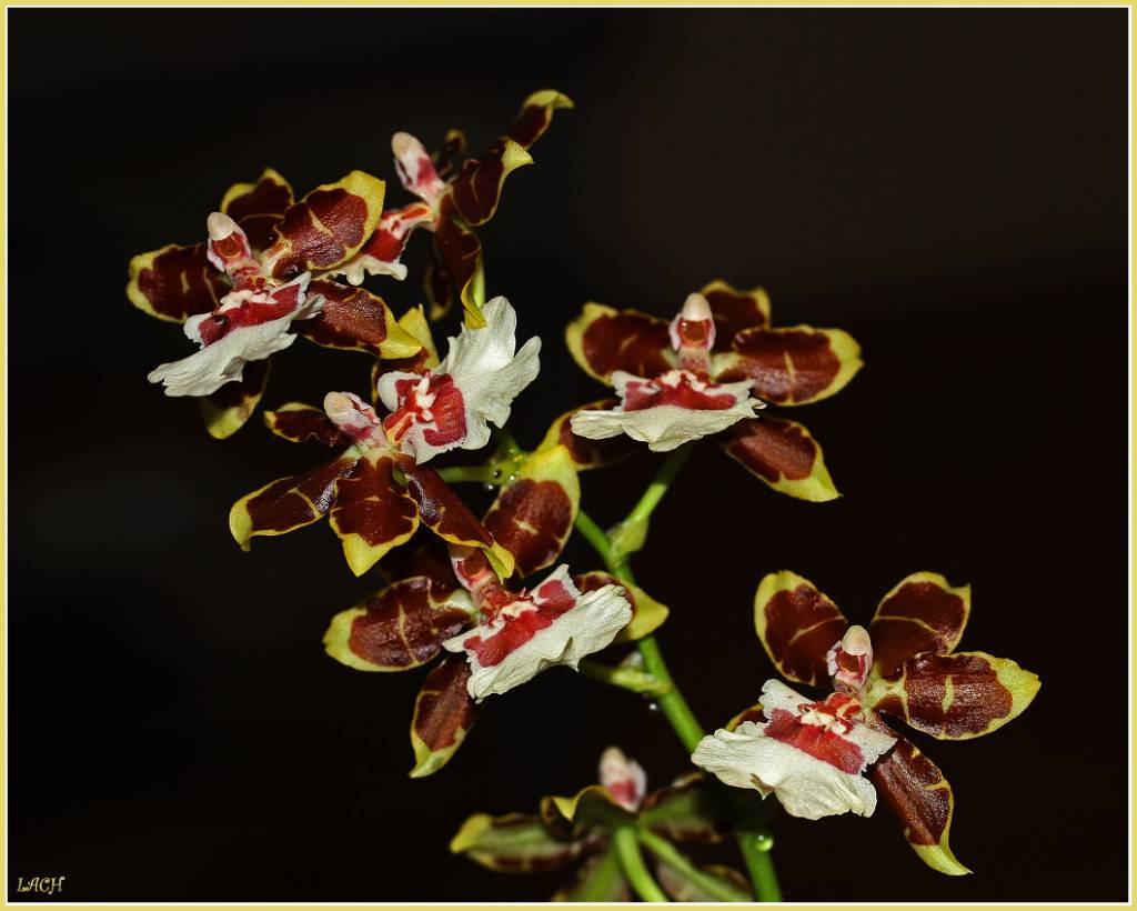 Ветка орхидеи Онцидиум