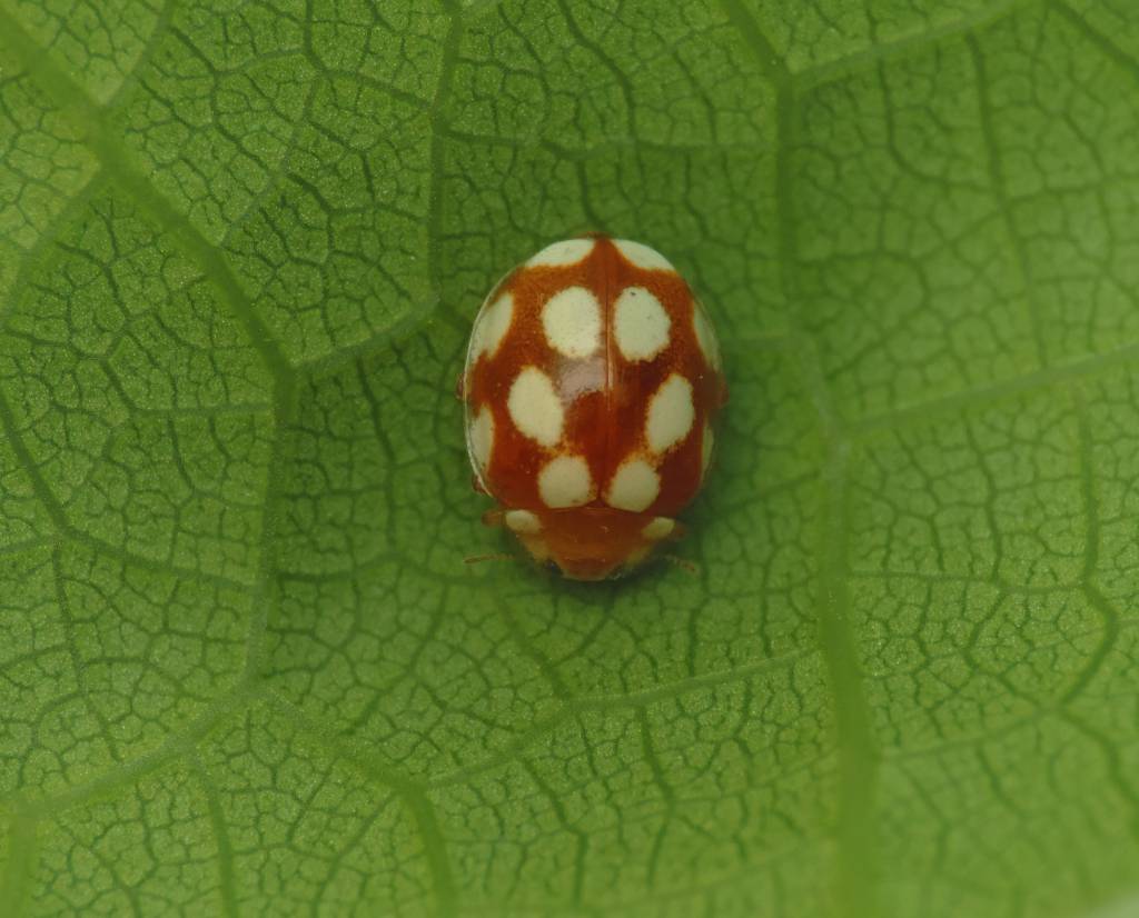 Vibidia duodecimguttata - Коровка двенадцатиточечная