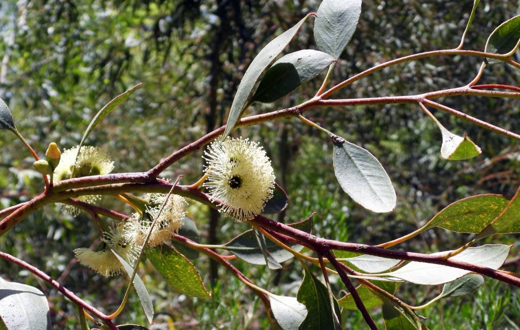 Eucalyptus litorea