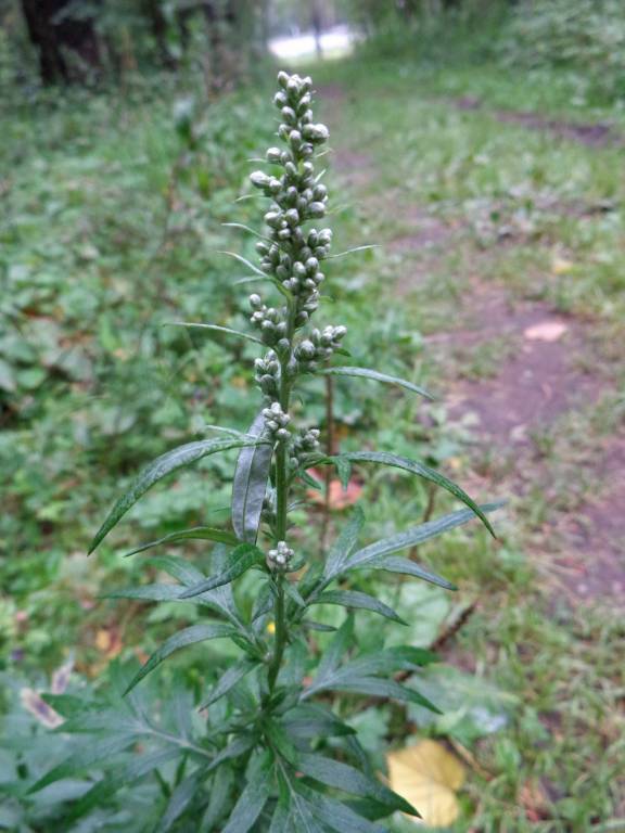 Artemisia vulgaris - Полынь обыкновенная, Чернобыльник