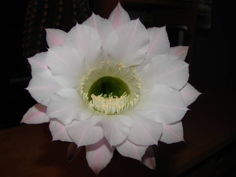 Echinopsis - Эхинопсис