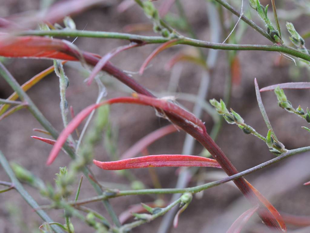 Corispermum hyssopifolium - Верблюдка иссополистная