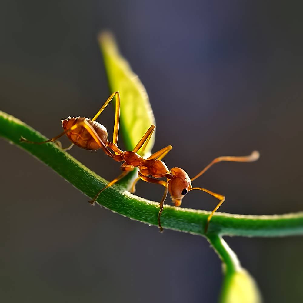 Лаосский муравьишко...
