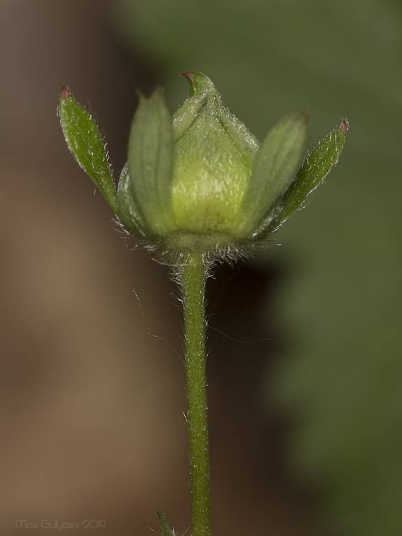Fragaria viridis - Земляника зелёная