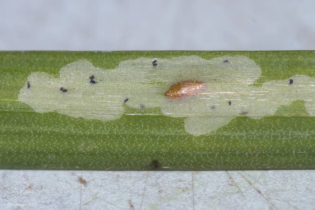 Liriomyza