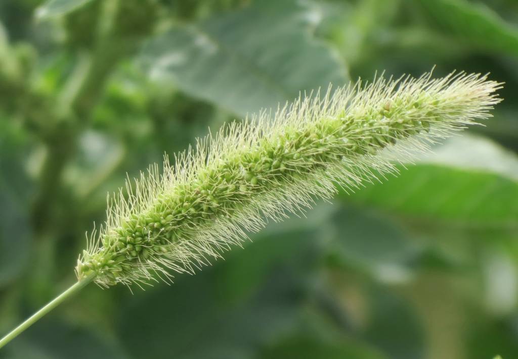 Setaria viridis - Щетинник зелёный