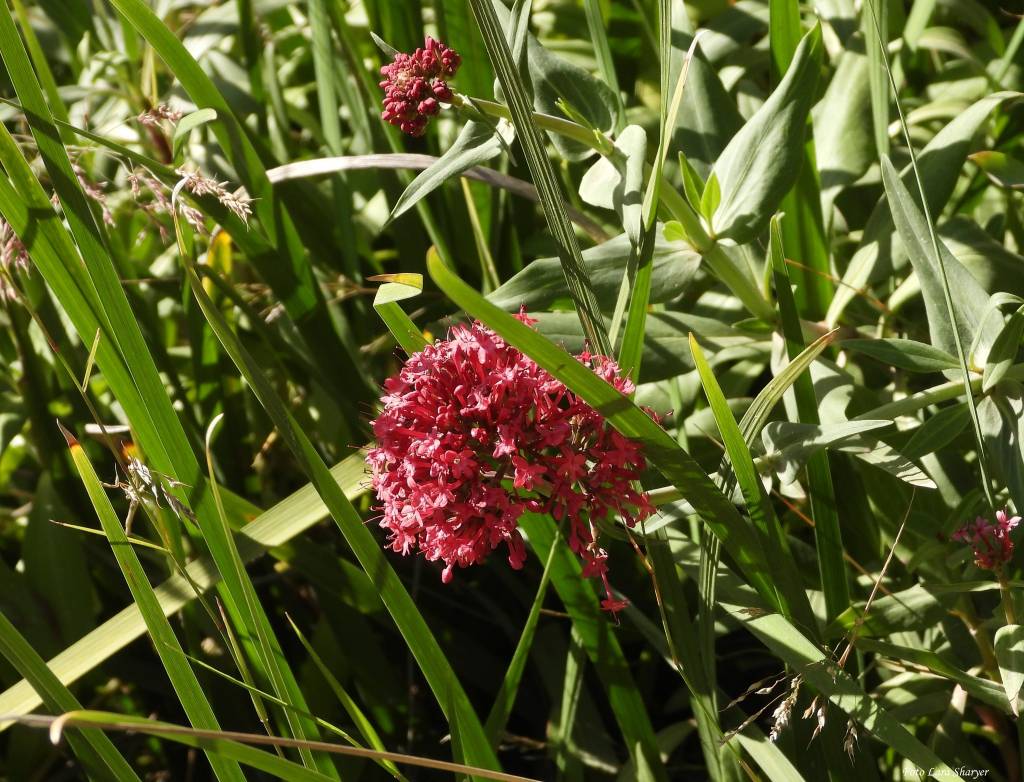 Centranthus ruber - Кентрантус красный, Валериана красная