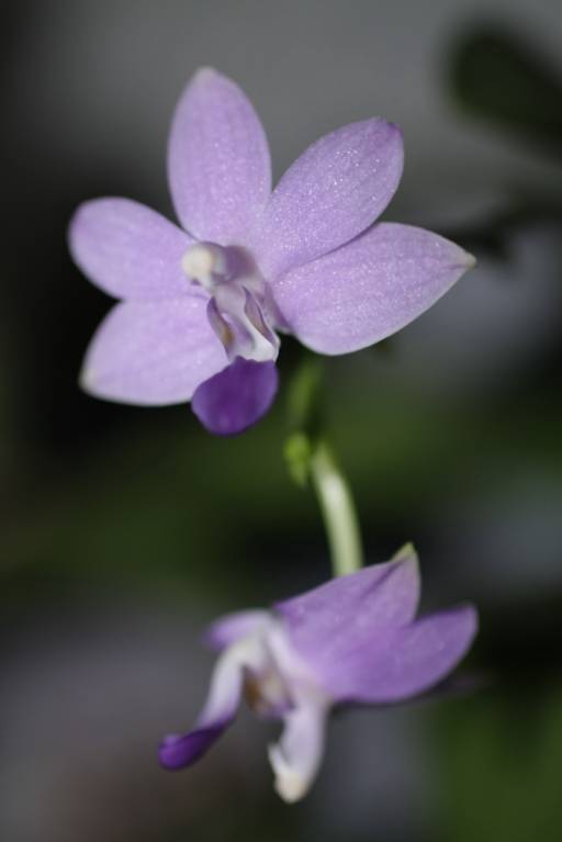 × Doritaenopsis "Purple"