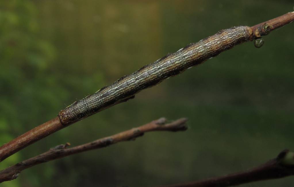 Macaria brunneata - Пяденица черничная