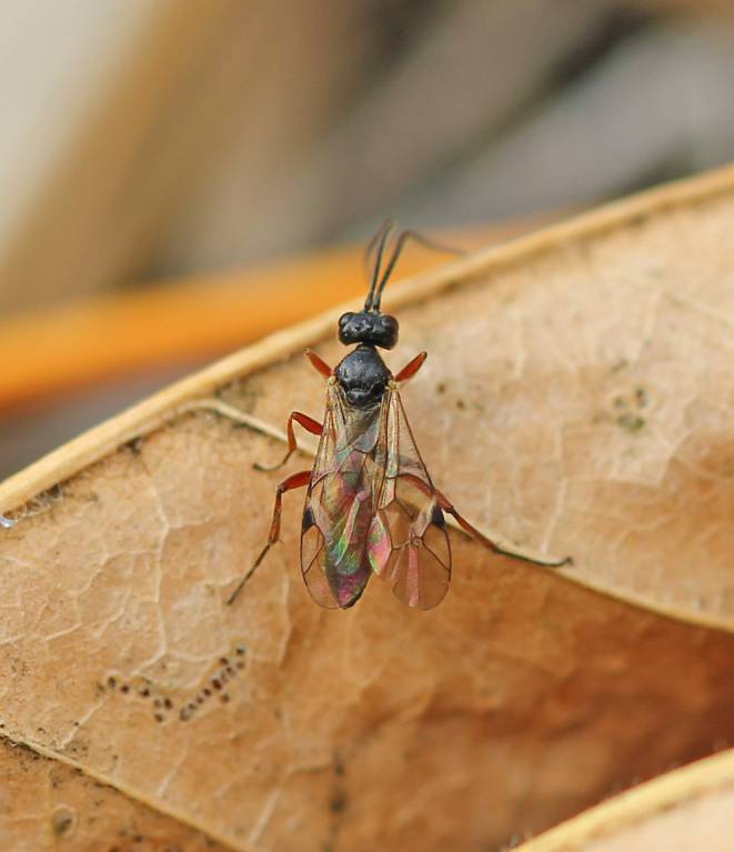 Ichneumonidae154