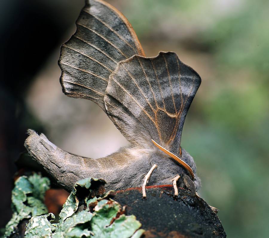 Laothoe amurensis - Бражник амурский или осиновый