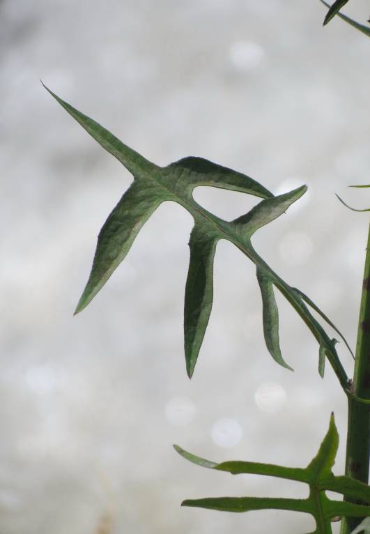 Sonchus palustris - Осот болотный