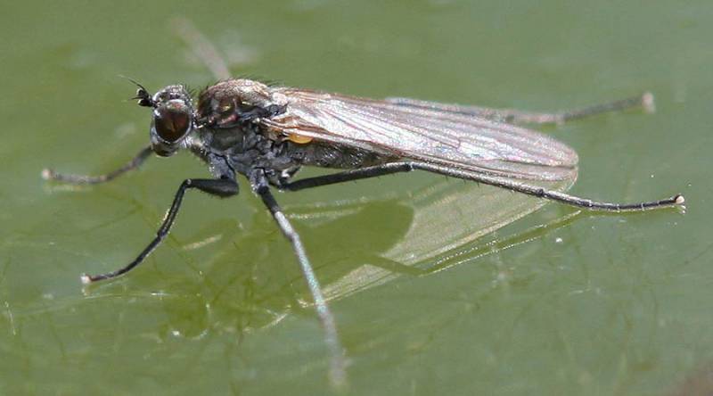 Hydrophorus praecox, Dolichopodidae.