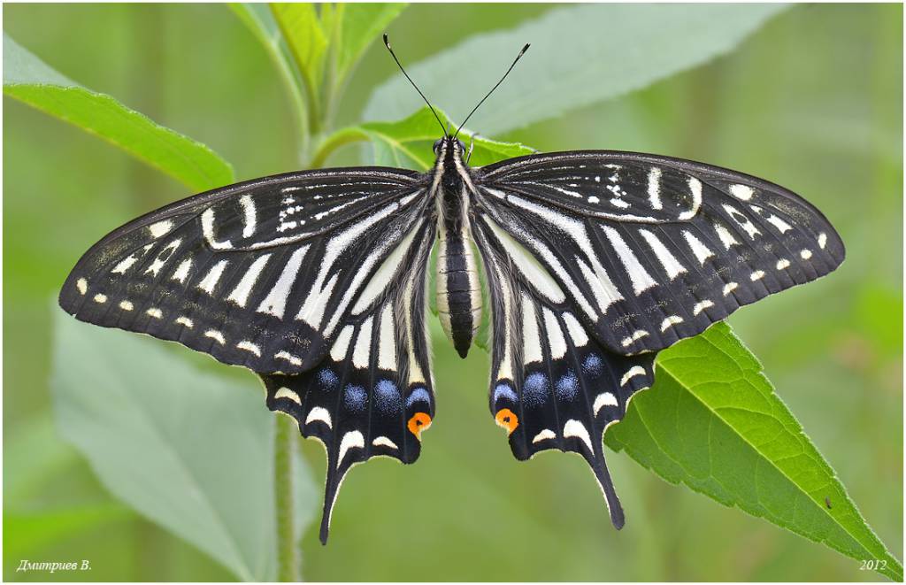 Papilio xuthus - Хвостоносец Ксут