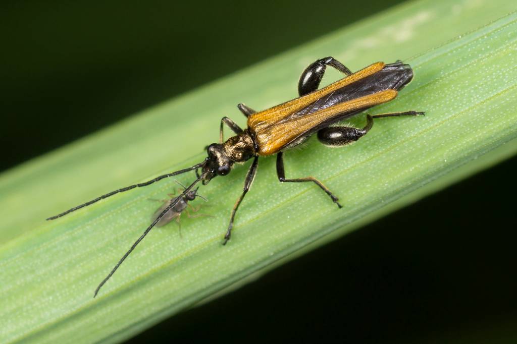 Oedemera femorata - Узконадкрылка желтоватая