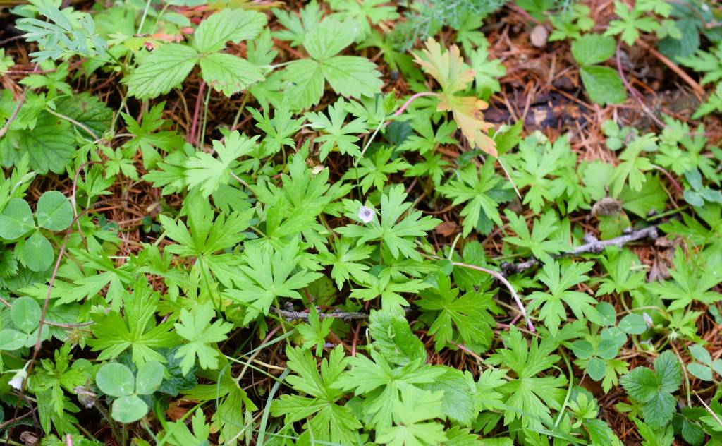 Geranium sibiricum - Герань сибирская
