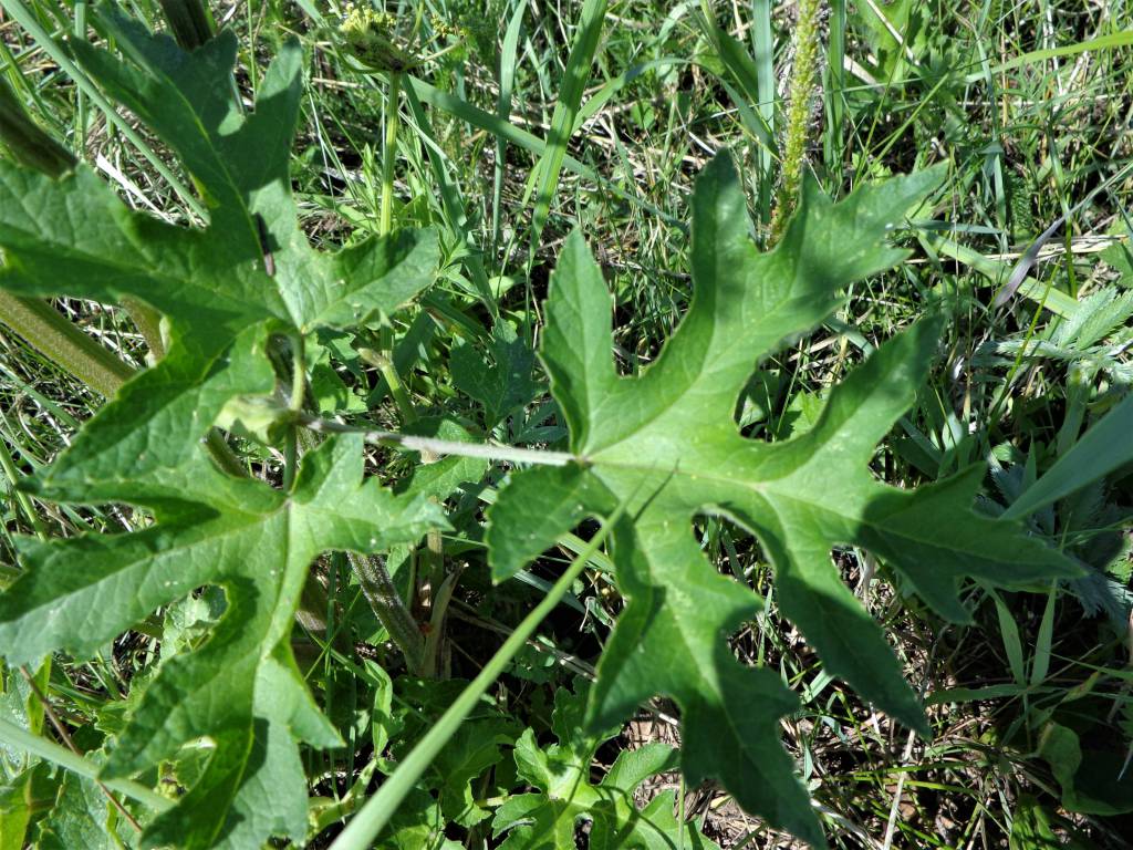 Heracleum sphondylium - Борщевик обыкновенный