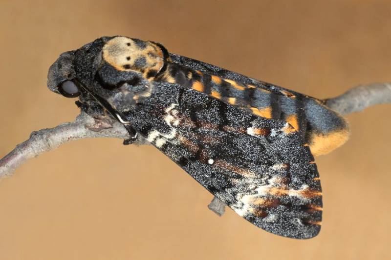 Acherontia atropos - Бражник мёртвая голова