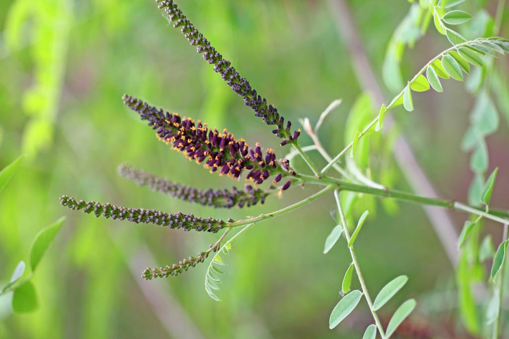 Amorpha fruticosa - Аморфа полукустарниковая