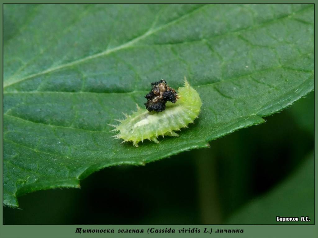 Cassida viridis - Щитоноска зеленая