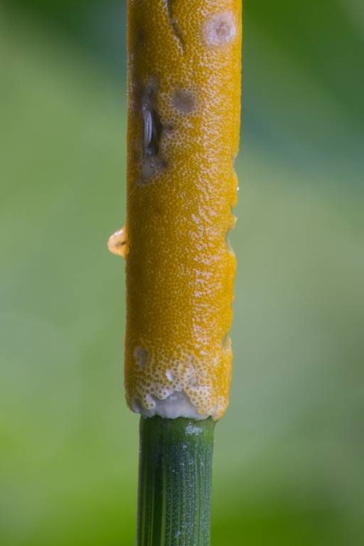 Epichloe typhina - Эпихлое рогозовидная