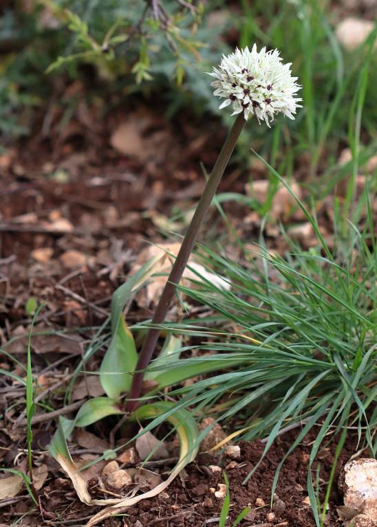 Allium basalticum