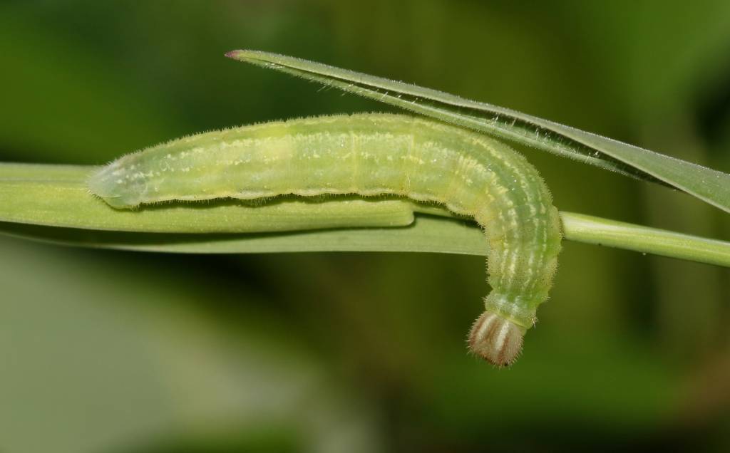 Thymelicus lineola - Толстоголовка тире (штрих, малая бурая, пырейная)