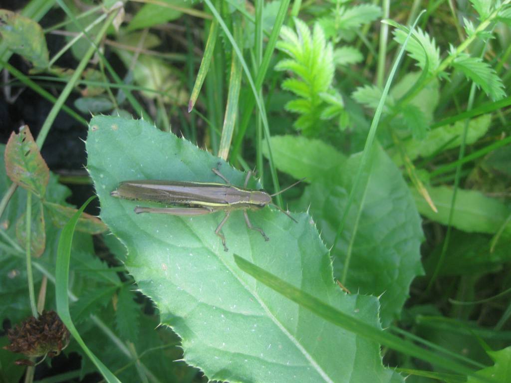 Stethophyma grossum - Большая болотная кобылка