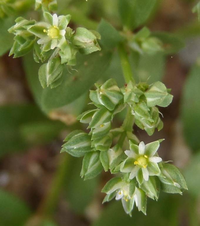Polycarpon tetraphyllum - Многоплодник четырёхлистный