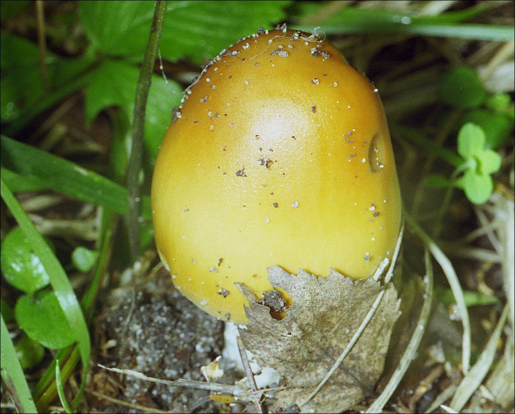 Amanita gemmata - Мухомор ярко-жёлтый