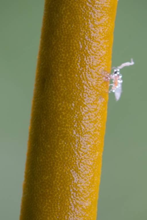 Epichloë typhina (Clavicipitaceae)