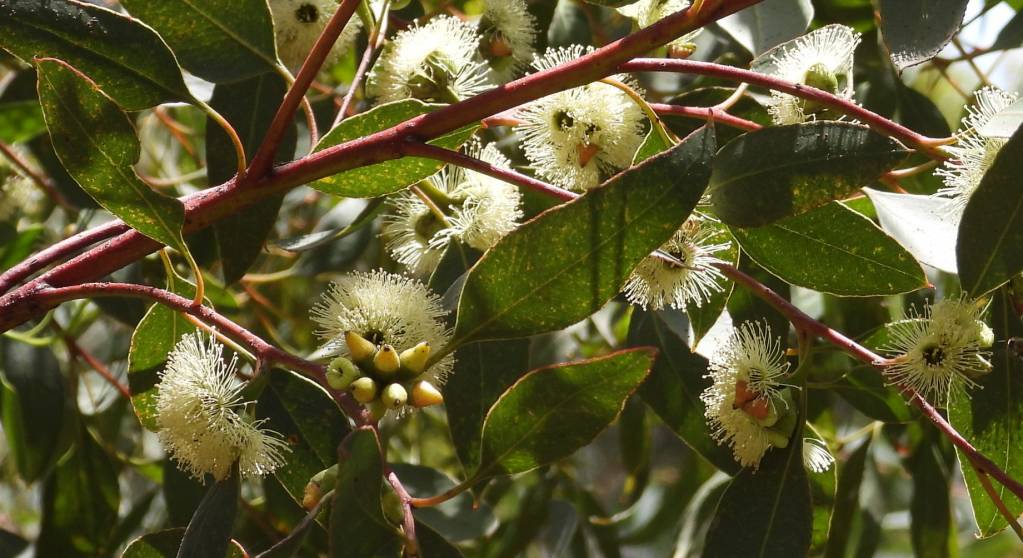 Eucalyptus litorea